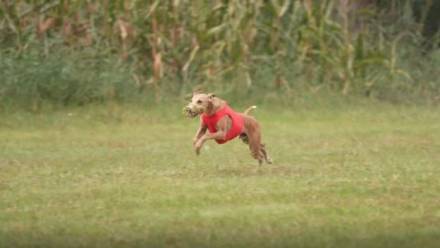 Chart, pies. Fot. PAP/Marcin Urban