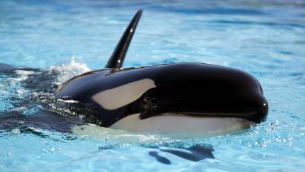 Orka, zdjęcie ilustracyjne, fot. PAP/EPA/EFE/RAMON DE LA ROCHA