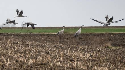 Żurawie, fot. PAP/Wojtek Jargiło