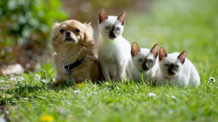 Pies i koty. Fot. PAP/EPA/MAJA HITIJ