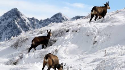 Stado kozic. Fot PAP/Grzegorz Momot