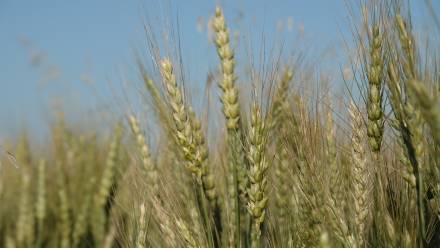 Zbiory zbóż w '25 ok. 37,3 mln t, ok. 6,7 proc. więcej niż w '24 - GUS. Fot. Adobe Stock/tomo81