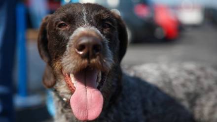 Pies (zdjęcie ilustracyjne). Fot. PAP/Łukasz Gągulski