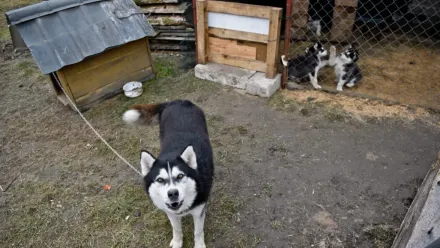 Pies na łancuchu (zdjęcie ilustracyjne). Fot. PAP/Wojciech Pacewicz