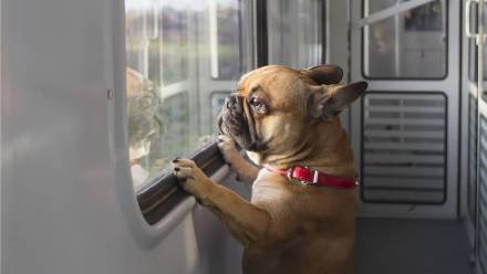 Buldog francuski w pociągu Fot. PAP/Wojciech Olkuśnik