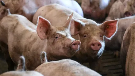 Świnie, zdjęcie ilustracyjne, Fot. PAP/Darek Delmanowicz