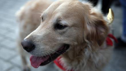 Pies (zdjęcie ilustracyjne). Fot. PAP/Łukasz Gągulski