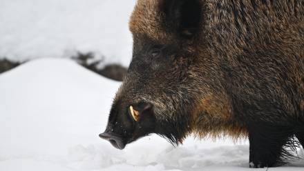 Dzik. Fot. PAP/	Przemysław Piątkowski