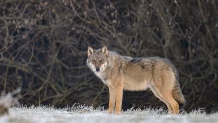 Wilk (zdjęcie ilustracyjne). Fot. PAP/Marcin Gadomski