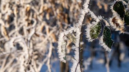 Poranek z siarczystym mrozem w Cisowej na Pogórzu Przemyskim. Fot. PAP/Darek Delmanowicz