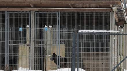 Powiatowy Lekarz Weterynarii zamknął schronisko w Sobolewie. Fot. PAP/	Paweł Supernak