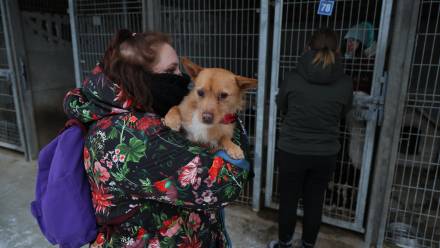 Akcja zabierania psów ze schroniska dla zwierząt "Happy Dog" w miejscowości Sobolew. Fot. PAP/Paweł Supernak