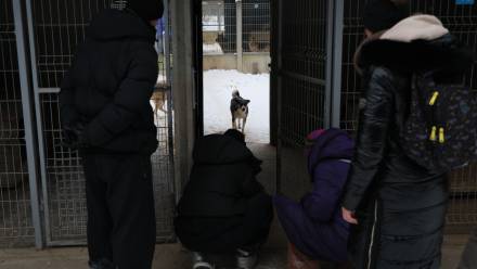  Akcja zabierania psów ze schroniska dla zwierząt "Happy Dog" w miejscowości Sobolew Fot. PAP/Paweł Supernak