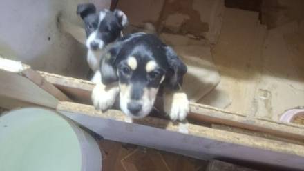 Pseudohodowla psów i kotów zlikwidowana przez łódzką policję. Fot. https://lodzka.policja.gov.pl/