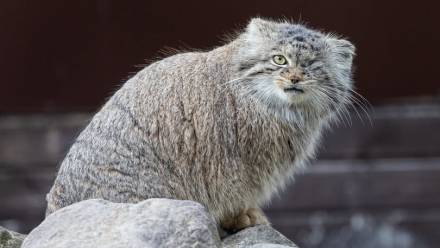 Samica manula z poznańskiego zoo - Bożenka, fot. facebook.com/Zoo Poznań Official Site