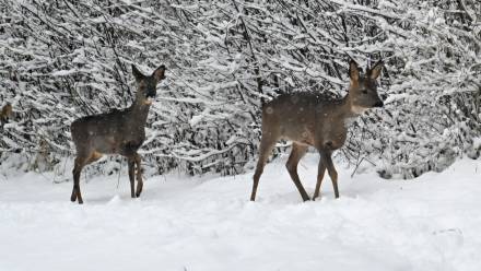  Sarny szukające pożywienia pod śniegiem. Fot. PAP/Marcin Bielecki
