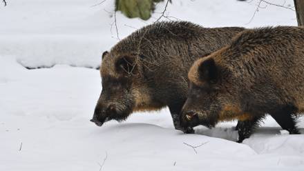 Dziki. Fot. PAP/Przemysław Piątkowski