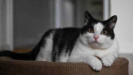 Kot Fot. PAP/Darek Delmanowicz