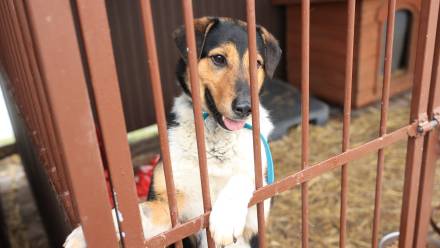 Pies w schronisku Fot. PAP/Jarek Praszkiewicz