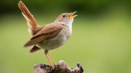 Słowik Fot. Adobe Stock/MatusHaban