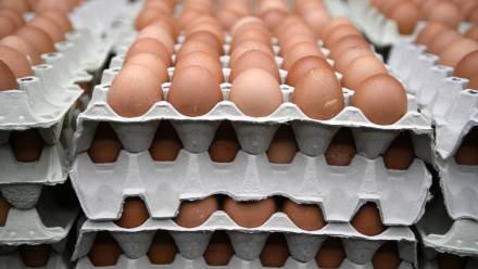 Jaja kurze. Fot.  PAP/Darek Delmanowicz