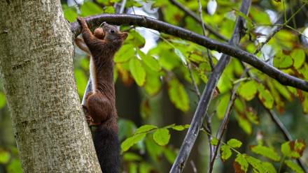 Wiewiórka, fot. PAP/Darek Delmanowicz
