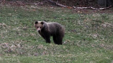 Niedźwiedź w Tatrzańskim Parku Narodowym. Fot. PAP/Grzegorz Momot