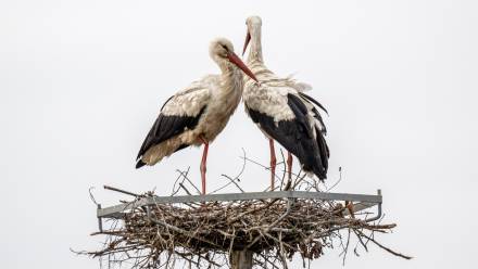 Bociany. Zdj. ilustracyjne. Fot. PAP/Darek Delmanowicz