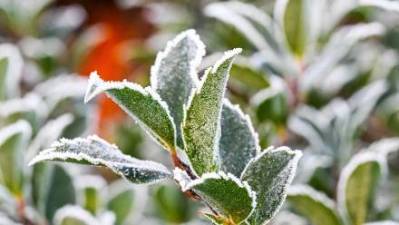 Przymrozki. Fot. PAP/Marcin Bielecki