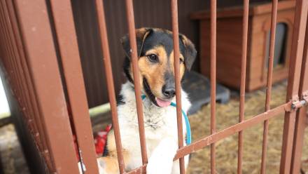 Schronisko dla Bezdomnych Zwierząt w Bytomiu. Fot. PAP/Jarek Praszkiewicz
