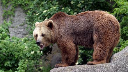 Niedźwiedź brunatny, fot. PAP/Piotr Rybarczyk