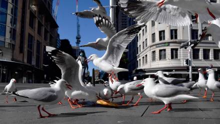 Mewy, zdjęcie ilustracyjne, fot. PAP/EPA/AAP/JOEL CARRETT