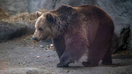 Niedźwiedź brunatny, zdjęcie ilustracyjne, fot. PAP/EPA/MTI/Zoltan Balogh