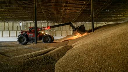 Żniwa pszenicy, zdjęcie ilustracyjne, fot. PAP/Vladyslav Musiienko