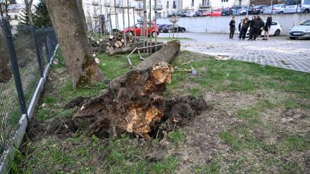 Powalone drzewa Fot. PAP/Darek Delmanowicz