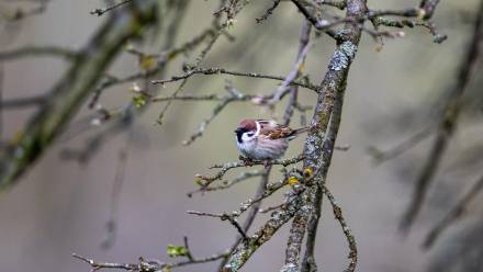Wiosna Fot. PAP/Darek Delmanowicz
