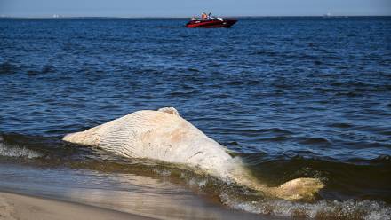 Od martwego wieloryba znalezionego na plaży pobrano próbki do badań. Fot. PAP/PAP/Andrzej Jackowski