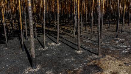 Las po pożarze Fot. PAP/Wojtek Jargiło