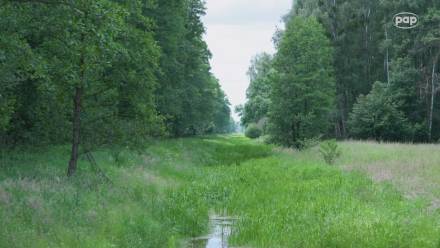 Kampinoski Park Narodowy. Fot. PAP/Paweł Łysakiewicz
