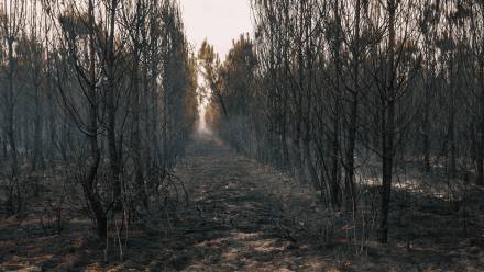 Pożar lasów we Francji. Fot. PAP/EPA/LAURENT PERPIGNA
