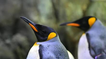 Puerto de la Cruz, Santa Cruz de Tenerife, Teneryfa, Wyspy Kanaryjskie, Hiszpania, 18.02.2025. Loro Park, Loro Parque – ogród zoologiczno-botaniczny w Puerto de la Cruz na Teneryfie. PAP/Przemysław Piątkowski
