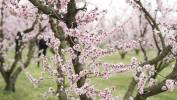 Kwitnące sady brzoskwiniowe atrakcją północnej Grecji. Fot. PAP/EPA/DIMITRIS TOSIDIS