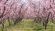 Kwitnące sady brzoskwiniowe atrakcją północnej Grecji. Fot. PAP/EPA/ACHILLEAS CHIRAS