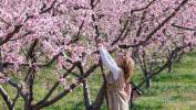 Kwitnące sady brzoskwiniowe atrakcją północnej Grecji. Fot. PAP/EPA/ACHILLEAS CHIRAS