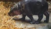Samiczka hipopotamka karłowatego w Gdańskim Ogrodzie Zoologicznym. Fot. PAP/Adam Warżawa 