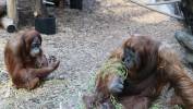 Orangutany na wybiegu w Orientarium Zoo Łódź Fot. PAP/Marian Zubrzycki
