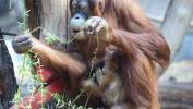 Mały orangutan sumatrzański z mamą Ketawą na wybiegu w Orientarium Zoo Łódź Fot. PAP/Marian Zubrzycki
