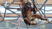 Mały orangutan sumatrzański z mamą Ketawą na wybiegu w Orientarium Zoo Łódź Fot. PAP/Marian Zubrzycki