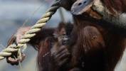 Mały orangutan sumatrzański z mamą Ketawą na wybiegu w Orientarium Zoo Łódź Fot. PAP/Marian Zubrzycki