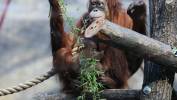 Mały orangutan sumatrzański z mamą Ketawą na wybiegu w Orientarium Zoo Łódź Fot. PAP/Marian Zubrzycki